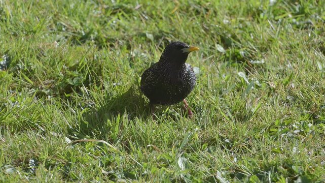 Common Starling (Sturnus vulgaris) opening its beak to prise apart grass while searching for food on a garden lawn. April, Kent, UK [Slow motion x5]