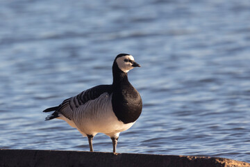 Barnacle goose standing on the river bank, close-up