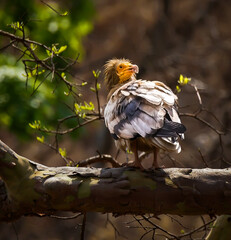 yellow billed hornbill