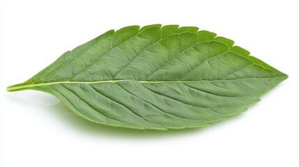 Obraz premium Single fresh mint leaf isolated on white background, studio shot, for food or beverage packaging