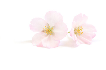 桜 花 ピンク 春 白 背景