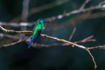 A colorful hummingbird resting on a leafless branch in a rainy day