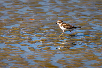 A small bird is searching for food on the sandbanks during low tide