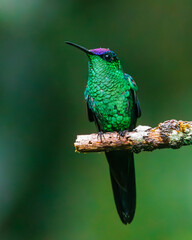 A colorful hummingbird resting on a leafless branch in a rainy day