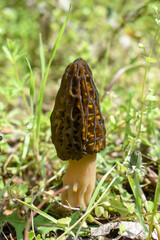 Wrinkles of the spring mushroom Morchella conica on a blurred green background.