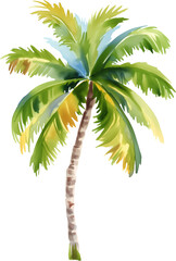 Coconut palm tree watercolor painting isolated on transparent background.