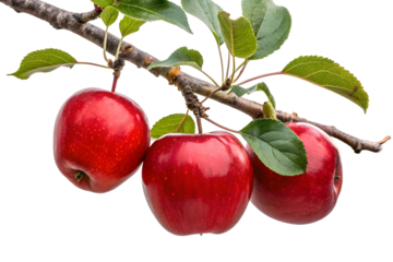 Fresh Red Apples Among Green Leaves on a Tree Branch.