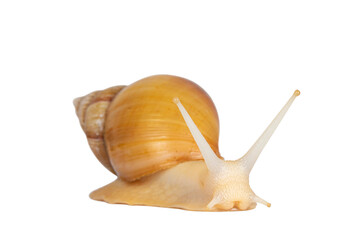 Young Archachatina marginata or Giant West African snail moving side ways. Head towards camera. Eyes up. Isolated cutout on a transparent background.