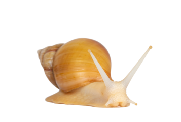 Young Archachatina marginata or Giant West African snail moving side ways. Head towards camera. Eyes up. Isolated cutout on a transparent background.