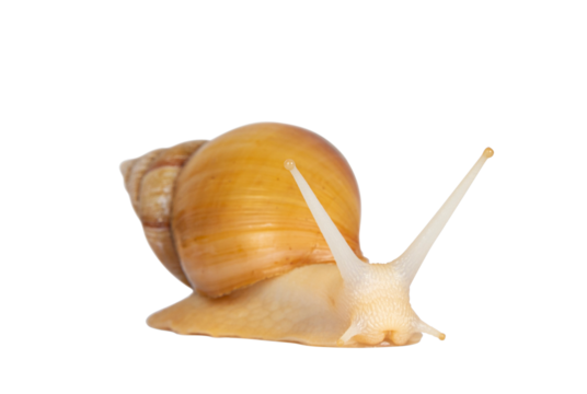 Young Archachatina marginata or Giant West African snail moving side ways. Head towards camera. Eyes up. Isolated cutout on a transparent background.