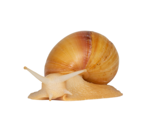 Young Archachatina marginata or Giant West African snail in turning movement. Head towards camera. Isolated cutout on a transparent background.