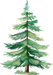 pine tree watercolor painting isolated on transparent background.