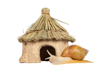 Young Archachatina marginata or Giant West African snail moving forwards towards edible house. Head lifted up towards home. Eyes up. Isolated cutout on a transparent background.