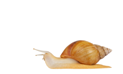 Young Archachatina marginata or Giant West African snail moving side ways . Head lifted up away from camera. Eyes up. Isolated cutout on a transparent background.