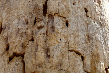 Close-up of the weathered and pest-damaged bark of an old tree in Ukraine. Deep cracks, insect holes, and an uneven surface texture are visible. The color of the bark varies from light gray to brown.