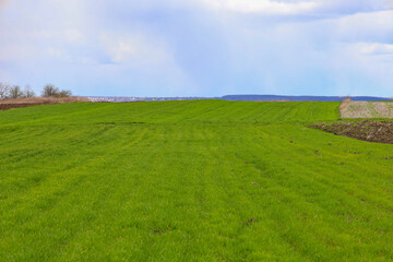 Wide-angle shot of a green field of young wheat in Ukraine under a cloudy sky. Even rows of wheat sprouts stretching to the horizon are visible.