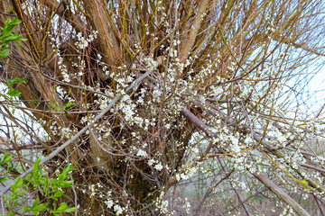 In early spring, a large blackthorn tree (Prunus spinosa) blooms profusely in Ukraine. Numerous small white flowers cover the many thin branches extending from the thick trunk with brown bark. © Олег Струс