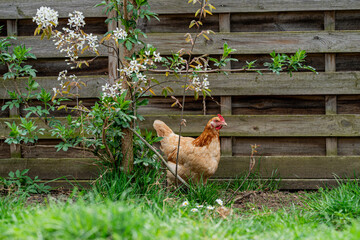 Ein braunes Huhn in einem Naturgarten