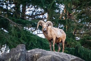 岩の上のムフロン