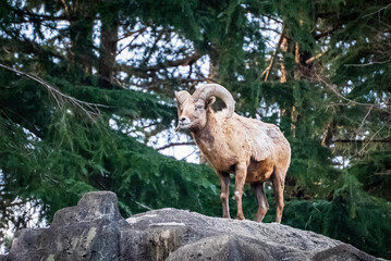 森の中のムフロン