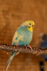 Eine bunte Wellensittichhenne sitzt auf einem Ast