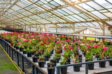 Colorful geranium plants growing in rows inside a greenhouse, showcasing modern horticultural cultivation techniques in a controlled environment.