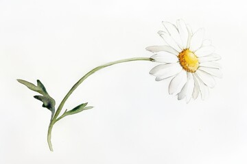 Delicate watercolor painting of a daisy with an elegant stem.