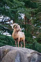 Naklejka premium 岩の上のムフロン