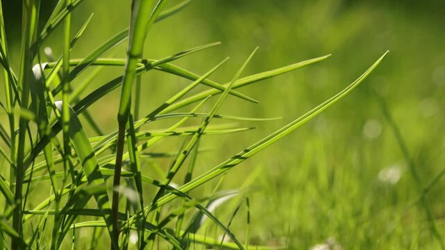 green bamboo grass with blurred background