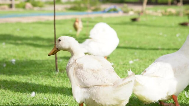 Fazenda com boi, cabra, pata e ganso 