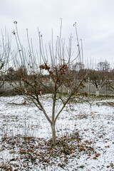 Wilted apples. Rotten apples on young branches of an apple tree in spring. Unpicked apples after...