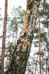 A birch trunk pierced by a woodpecker.
Traces of woodpecker work on an old birch trunk
