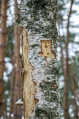 A birch trunk pierced by a woodpecker.
Traces of woodpecker work on an old birch trunk