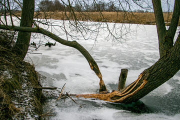 Beavers gnawed at the tree trunk. Tree chewed by a Beaver. Winter photo