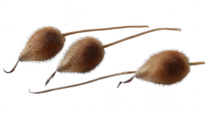 Close-up view of a single seed capturing the essence of nature and life in a minimalist and artistic presentation