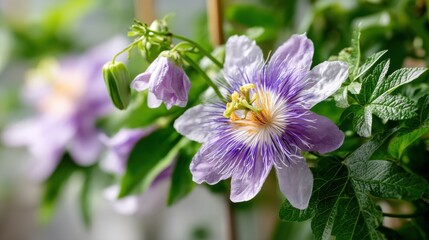 Obraz premium Passionflower Enhance Sleep Ease Anxiety with Natural Balance