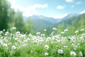 A Field of Daisies in a Mountain Meadow