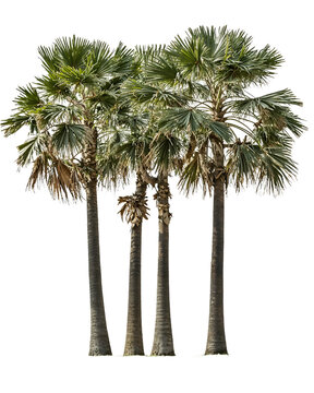 Fototapeta Group of four tropical palm trees with fan-shaped fronds and tall trunks isolated on transparent background, perfect for landscape design projects and tropical themes