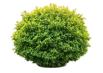 Isolated perfectly spherical green shrub with dense foliage on transparent background, ideal for formal garden designs, topiary visualization, and architectural renderings