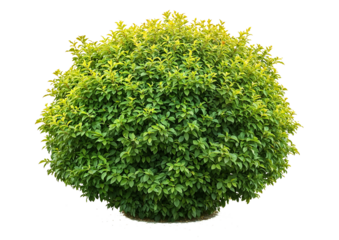 Isolated perfectly spherical green shrub with dense foliage on transparent background, ideal for formal garden designs, topiary visualization, and architectural renderings