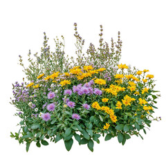 Isolated flowering shrub with purple, yellow and green plants on transparent background, showcasing...