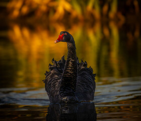 Fototapeta premium Blackswan gliding through a golden hour.
