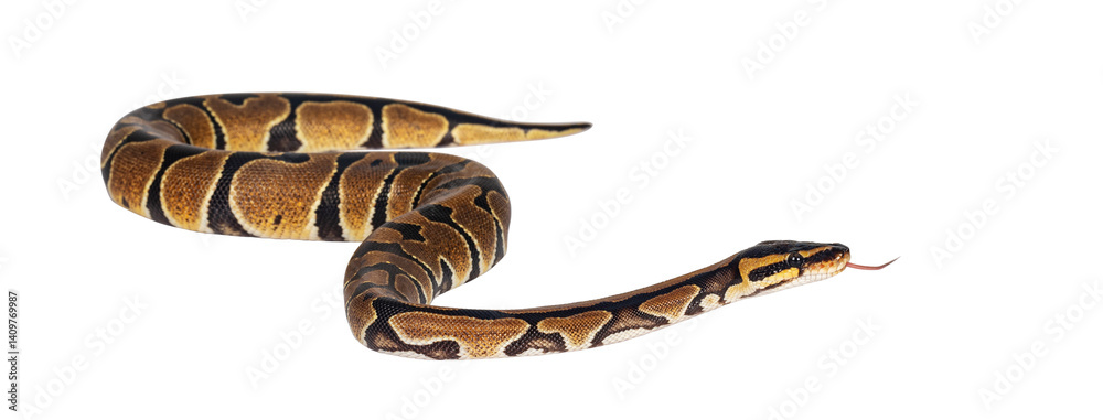 Fototapete baby ballpython or python regius snake, isolated cutout on a transparent background. amazing almost 