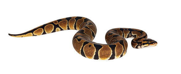 Baby Ballpython or Python Regius snake, isolated cutout on a transparent background. Amazing almost golden colors and beautifull pattern.