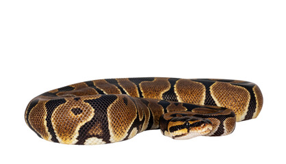 Baby Ballpython or Python Regius snake, isolated cutout on a transparent background. Amazing almost golden colors and beautifull pattern.