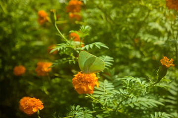 A butterfly perched on a marigold flower in the garden