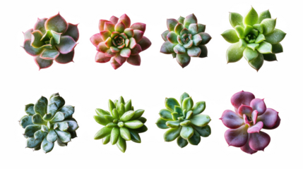 A diverse array of succulent plants displaying various shapes and colors in an artistic natural arrangement