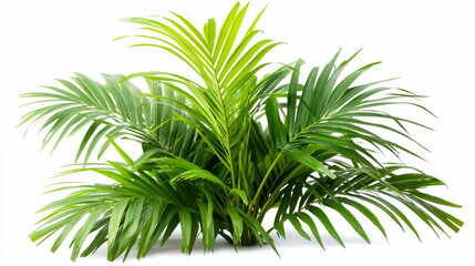 Close up of a lush areca palm plant with green fronds against a white background studio shot