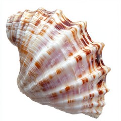 Beautiful Shell with Striped Patterns on a White Background