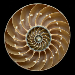 Perfect Spiral Pattern of a Cross-Sectioned Nautilus Shell